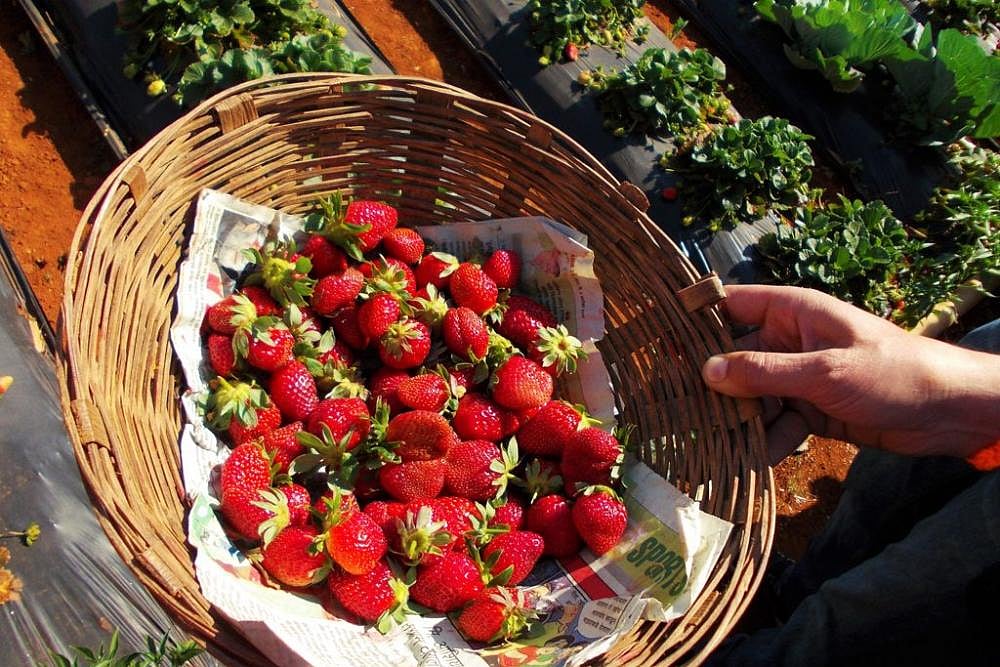 Fruit Contamination: Australian PM Announces 10-15 Years’ Imprisonment For Strawberry Saboteurs