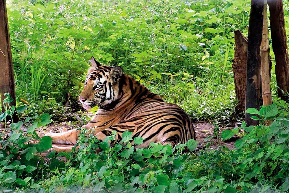 Roar Not, Fear Not: Man-Tiger Conflict Roils Part Of Odisha