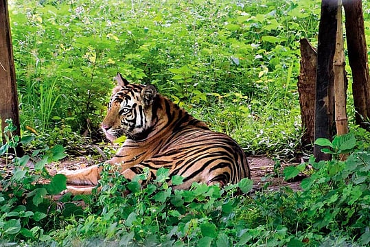 Roar Not, Fear Not: Man-Tiger Conflict Roils Part Of Odisha