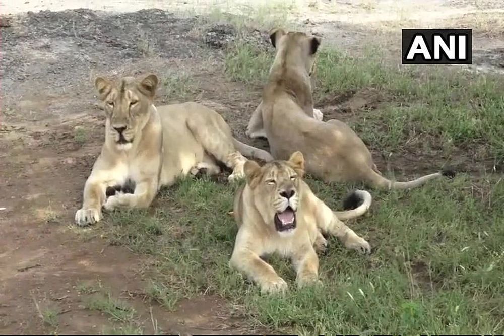11 Lions Found Dead In Gujarat's Gir Forest