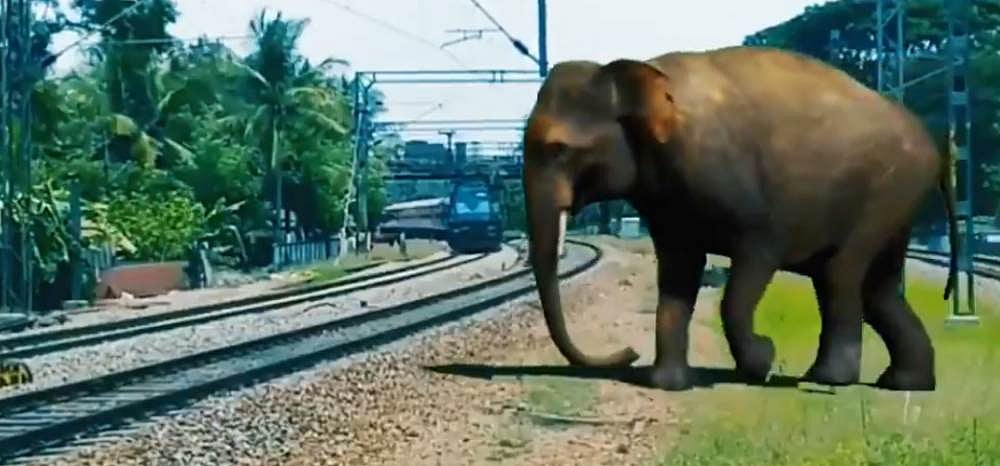 Railways 'Plan Bee' To Avert Elephant Mishaps A Success