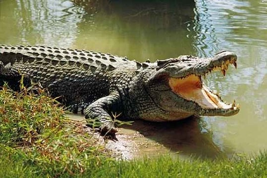 Karnataka: Six-Year-Old Boy Killed By Crocodile After Mother Throws Him Into Canal