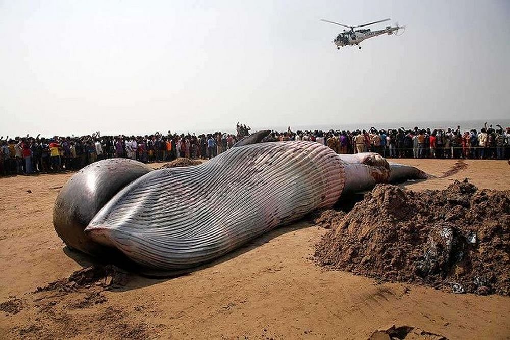 40-Feet-Long Giant Whale Washes Up Ashore In Odisha's Kendrapara District