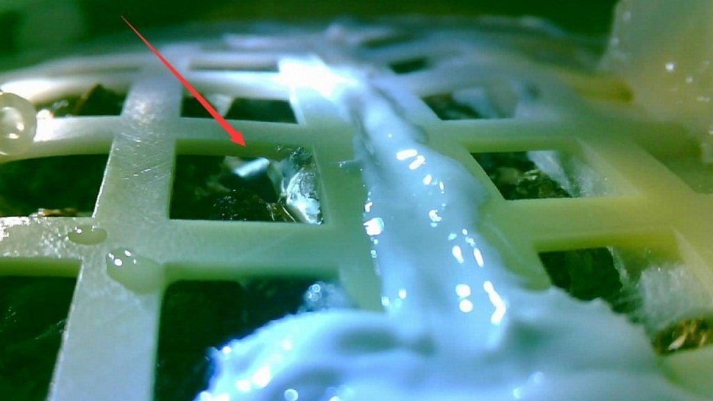 Cotton Seed Planted By Chinese Lunar Lander Germinates On Moon