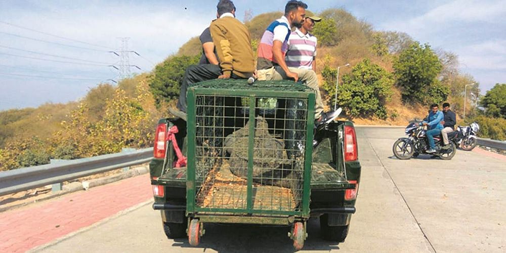 300 Crocodiles Being Relocated From Statue Of Unity For Seaplane Service