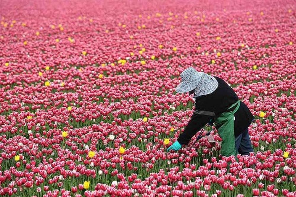 After Kashmir, Country's Second Tulip Garden To Come Up In Uttarakhand