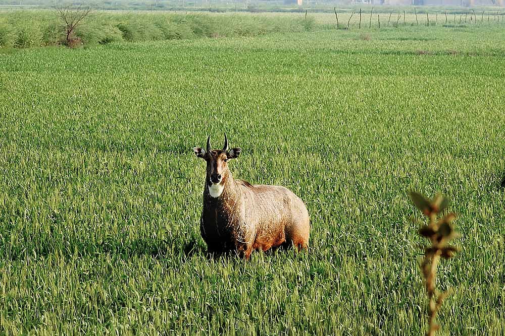 The Amazon and Aarey, Nilgai And Nero
