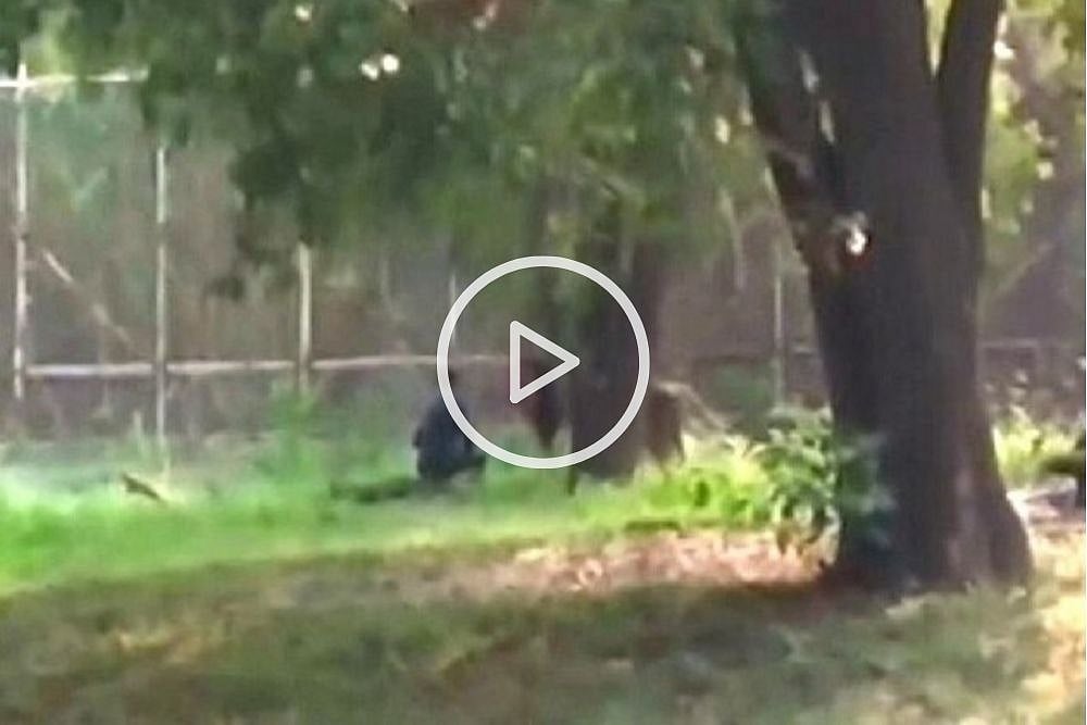Bihar Man Jumps Inside Lion Enclosure In Delhi Zoo, Rescued
