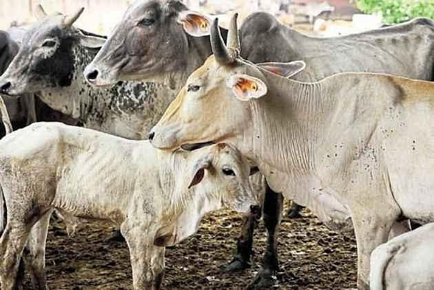 8 Cows Among 17 Cattle Found Dead In Govt School, Probe On