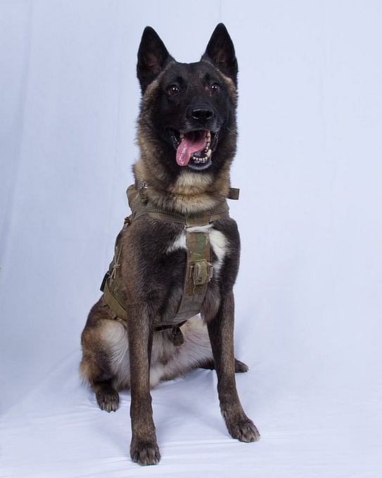 Trump Releases Photo Of Military Dog That Helped In The Killing Of Al-Baghdadi