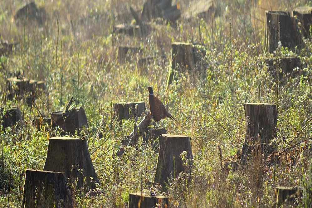 Bombay HC Junks Pleas Seeking Forest Tag For Aarey, Refuses To Stop Tree Felling