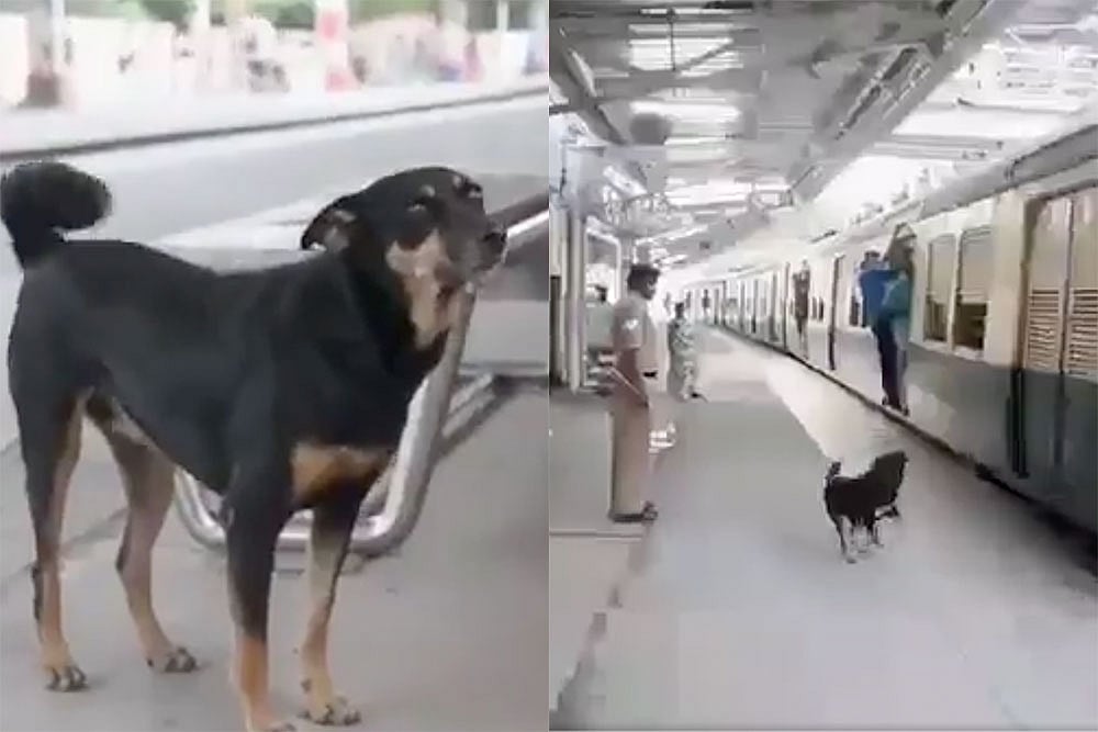 Beware Of This Dog If You Are Violating Rules At Chennai Railway Station