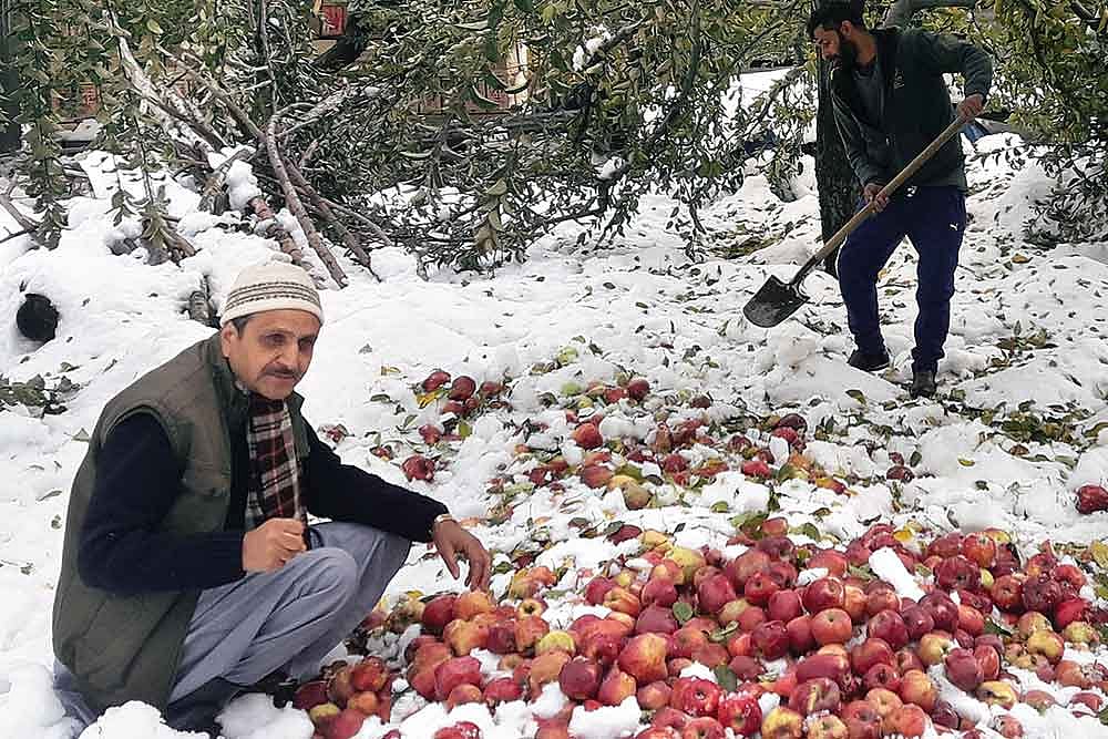 24 Hours In Life Of Mushtaq Ahmad Malik: Battling To Resurrect The Apple Of His Labour