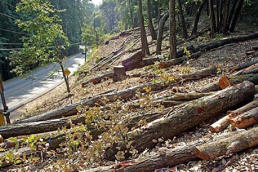 File photo : 
In response, the Maharashtra government was directed to submit a detailed affidavit identifying project-wise compliance with compensatory planting norms, geo-tagging of saplings, and survival rates of planted trees. 