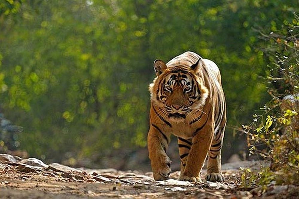 Gujarat Govt Confirms Presence Of Tiger In State After 3 Decades