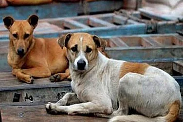 ‘Dogs Don’t Bite, Those Inside Do’: Renuka Chowdhury Defends Bringing Stray To Parliament