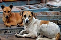 ‘Dogs Don’t Bite, Those Inside Do’: Renuka Chowdhury Defends Bringing Stray To Parliament Representative image