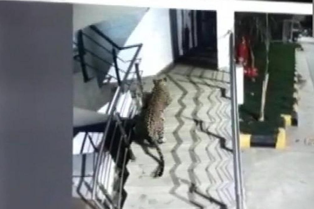 Panther Spotted At Shopping Mall, Hotel In Maharashtra's Thane