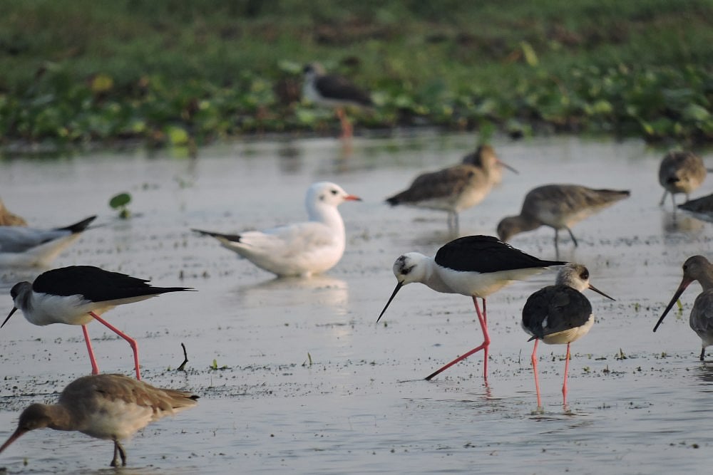 Mangalajodi: A Delight For Bird Watchers