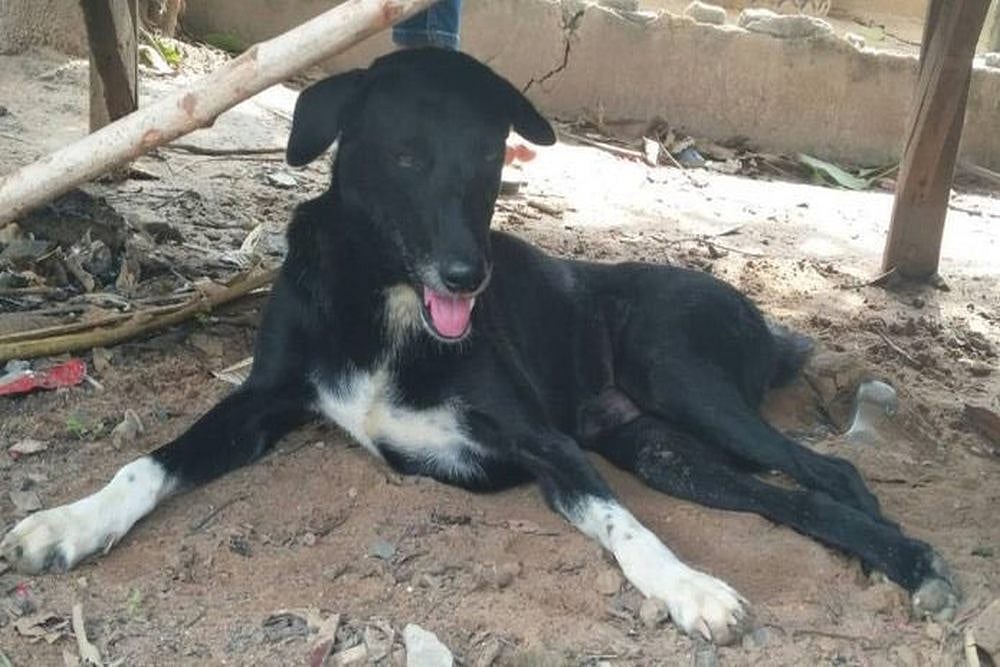 Hero Dog Ping Pong Rescues Buried Baby In Thailand