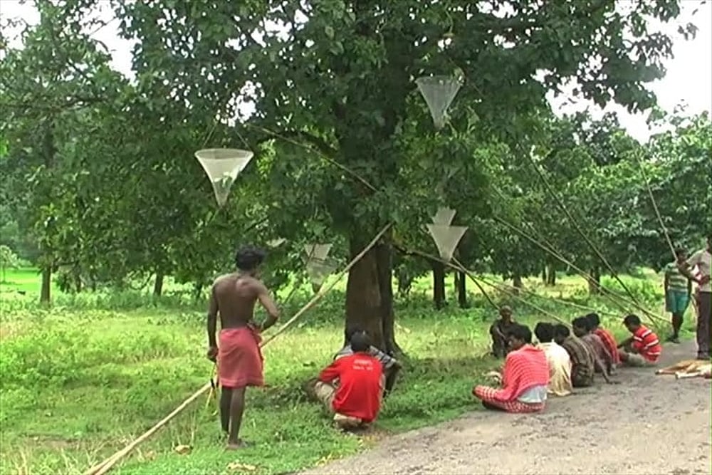 Sabar tribals harvesting Kurkut or the red ants eggs in Amlasole, West Bengal