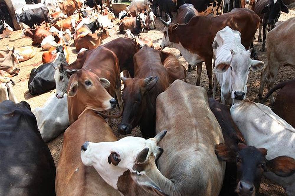 Man Arrested For Raping Cows In UP's Ayodhya