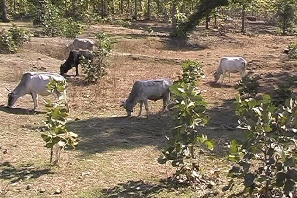 Lok Sabha Elections: In Uttar Pradesh, Stray Cattle Keep Farmers Awake And Parties Quiet