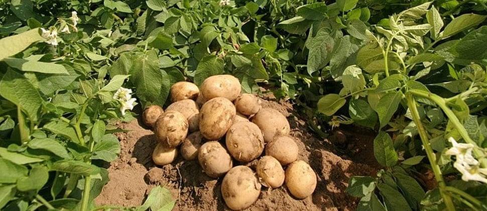 Apical Rooted Cuttings Could Revolutionize Potato Seed Production In India