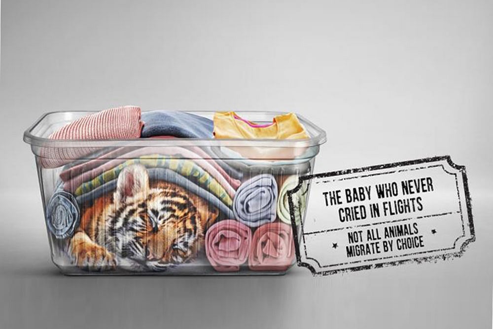 Tigers, Tortoises For Lunch: A Calcutta Citizen Group Is Raising Awareness Against Illegal Wildlife Meat