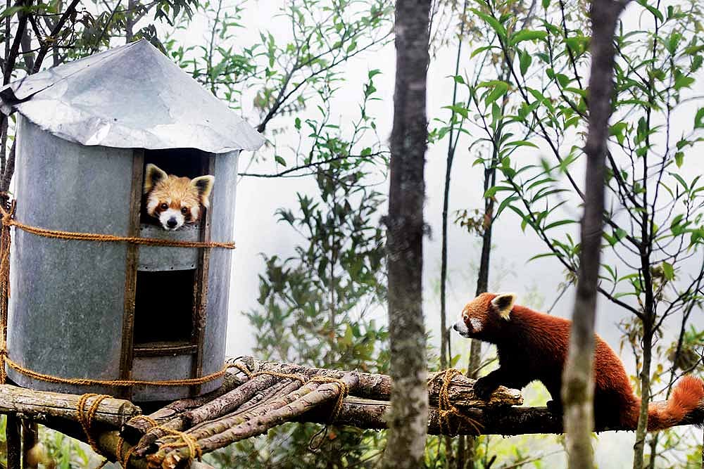 Topkeydara In Darjeeling: A Lifeline For Endangered Red Pandas