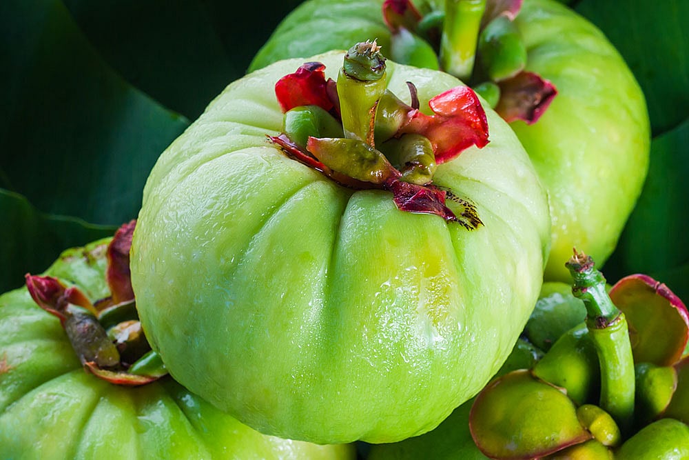 Nutrition Tips For You: What is Garcinia Cambogia? Is It Good for Weight Loss?