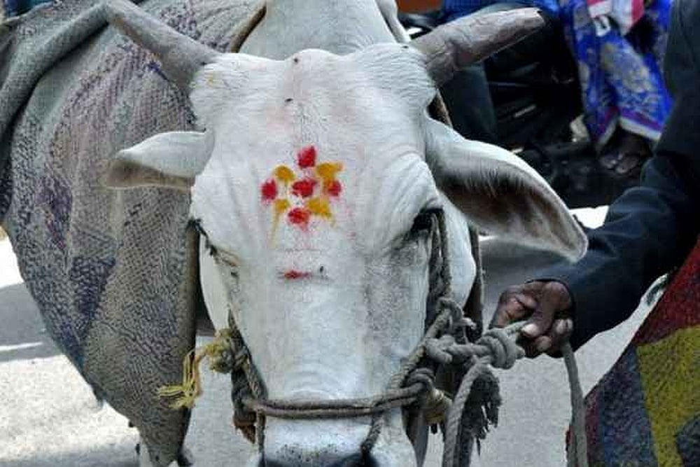 Kamal Nath Govt Proposes Jail Term Upto 5 Years For Violence By Cow Vigilantes