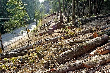 Over one lakh mature trees chopped in Assam in 10 yrs; experts worried in absence of impact study