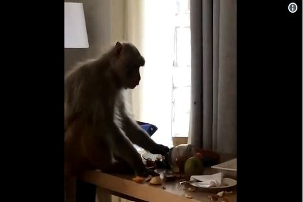 Monkey Enters Actor Soundarya Sharma's Room, Leaves After Having Breakfast