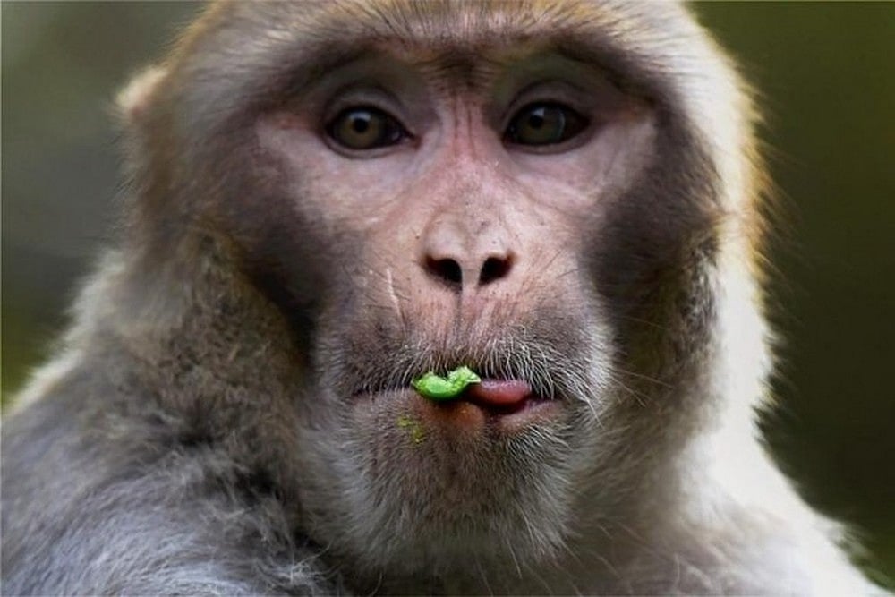 Madhya Pradesh: 15 Monkeys Die After Another Group Denies Them Access To Only Water Source In Area