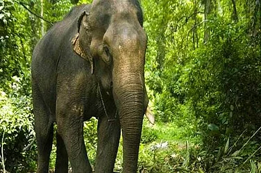 Elephant ‘Ramlal’ Walks Into Bengal Poll Booth, Briefly Halts Voting In Jhargram