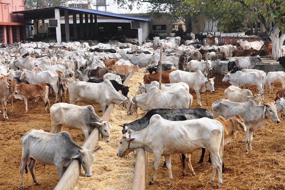 ED Arrests TMC's Anubrata Mondal In Cattle Smuggling Case