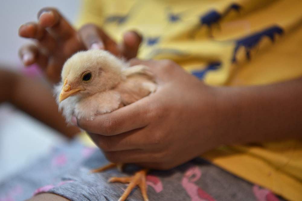 The Chicken And Egg Question