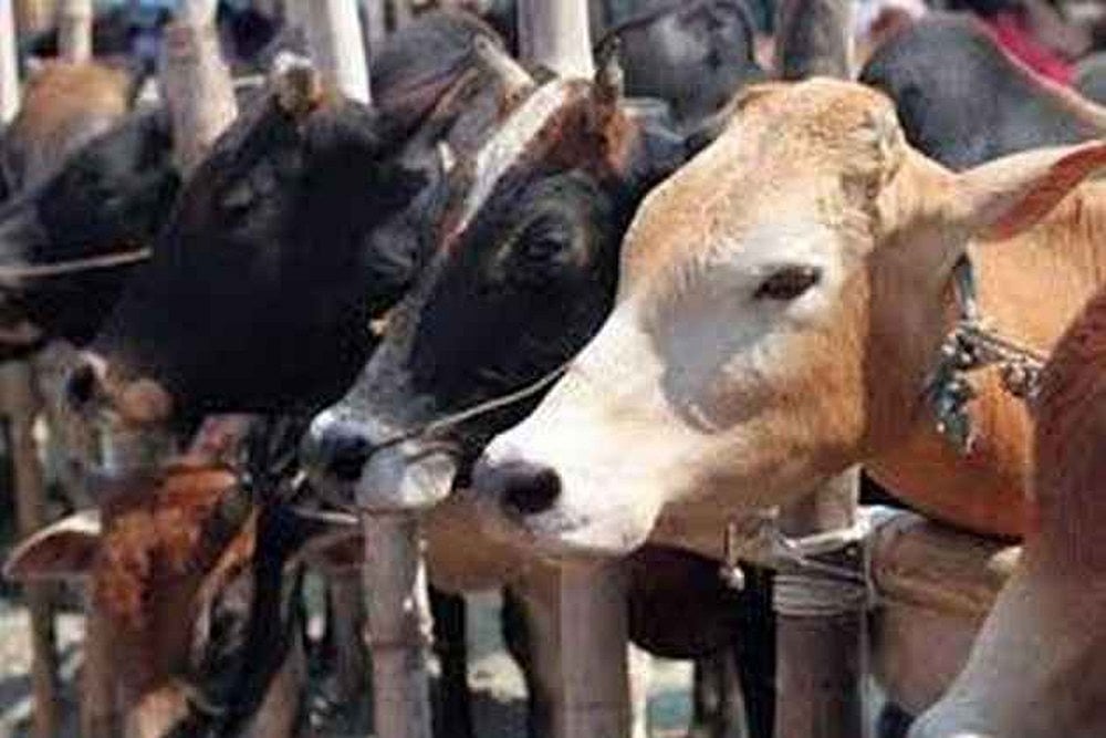 Three Men Lynched In Bihar Village On Suspicion Of Cattle Theft