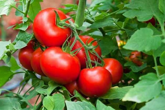 As Tomato Price Soars In Delhi Government Asks Officials To Act Against Hoarders