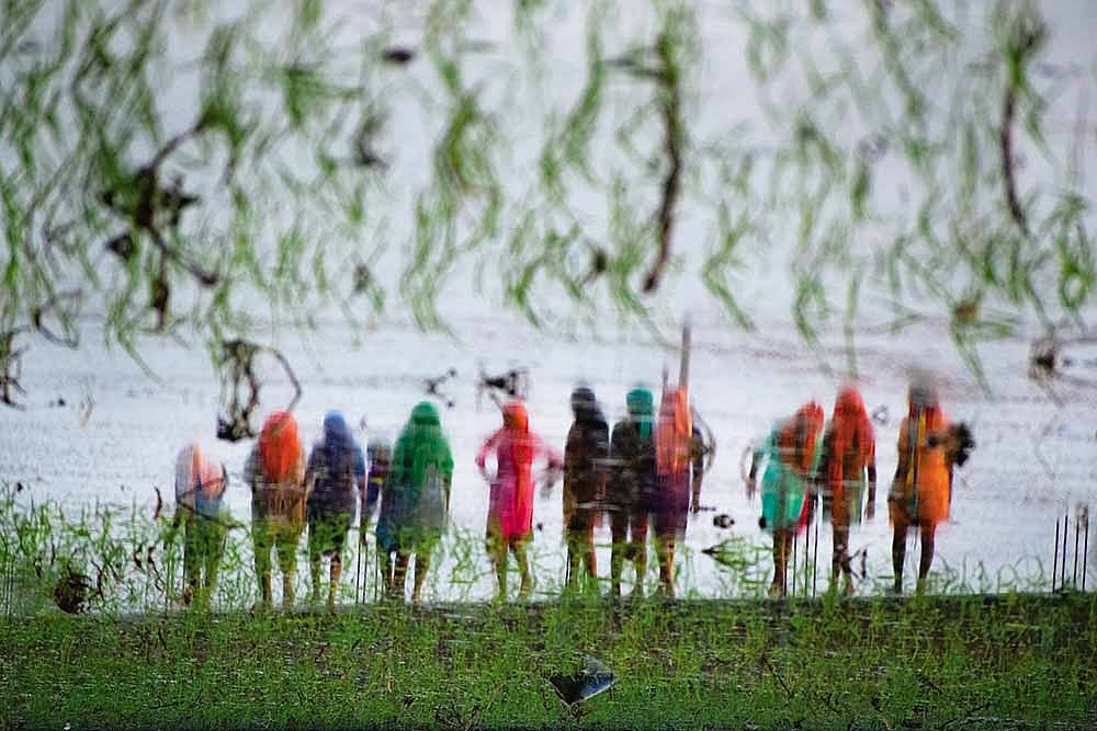 Rice In Deep Water! Why Green Revolution Is Facing Watery Death In Haryana