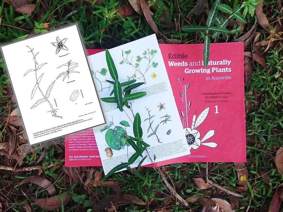 Why I Made My First Colouring Book For Adults On Edible Weeds