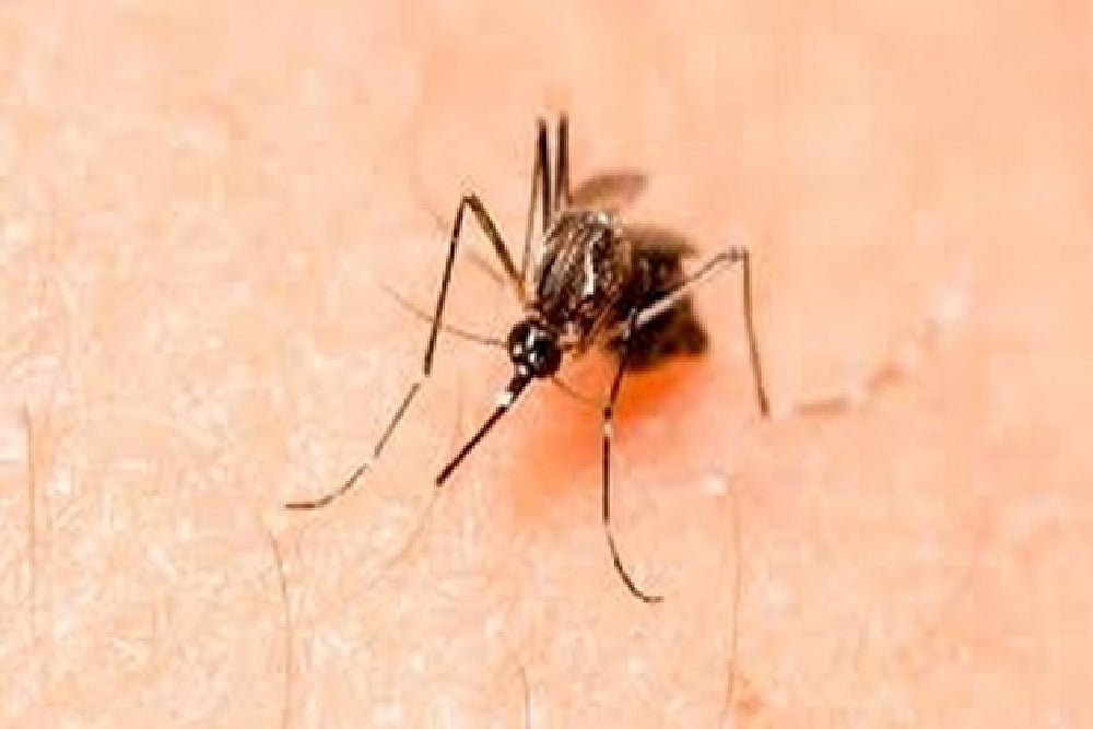 Japanese Encephalitis Outbreak In Assam, 49 Deaths Till Now