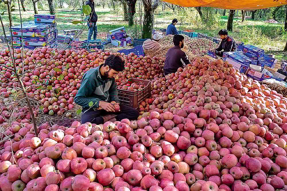 A $5 Trillion Economy By 2025? Why Kashmir Can Be The Apple Of India's Eye