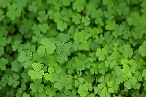 The Wonderful World Of Urban Foraging