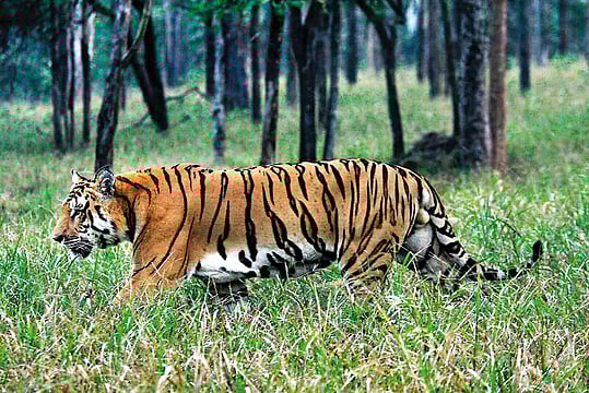 Far From Roaring Success, Odisha's Tiger Conservation Falls Flat