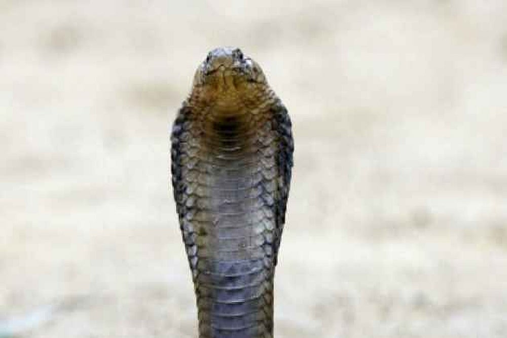 5.5-Feet Cobra Found Inside Parcel, Rescued By Forest Department In Odisha's Mayurbhanj District