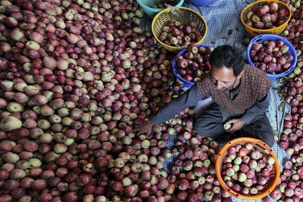 Kashmir Lockdown: Govt To Procure Apples Directly From Growers After Farmers Complain Of Losses