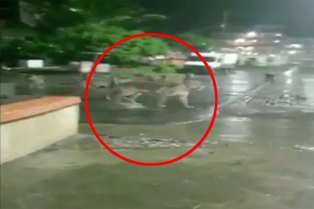Seven Lions Take Over Road In Gujarat's Junagadh. Video Goes Viral