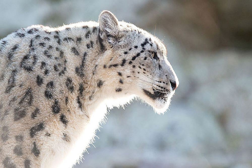 In Snow-Clad Ladakh, Khenrab Phuntsog Works To Save The Elusive Snow Leopard